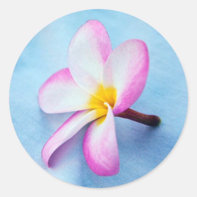 USA, Hawaii, Oahu, Plumeria flowers in bloom 2 Classic Round Sticker (Front)