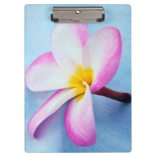 USA, Hawaii, Oahu, Plumeria flowers in bloom 2 Clipboard