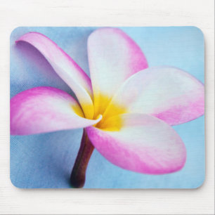 USA, Hawaii, Oahu, Plumeria flowers in bloom 2 Mouse Mat