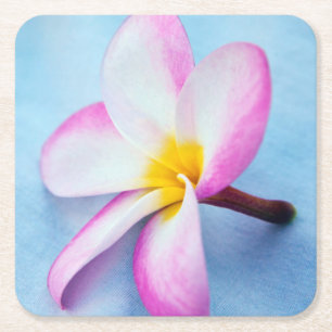 USA, Hawaii, Oahu, Plumeria flowers in bloom 2 Square Paper Coaster