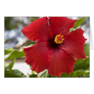 USA, Hawaii, Oahu. The Hibiscus is the