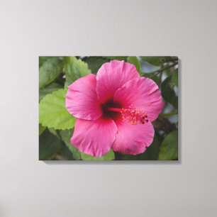 USA, Hawaii, Oahu. The Hibiscus is the 2 Canvas Print