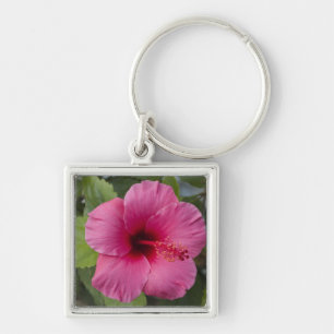 USA, Hawaii, Oahu. The Hibiscus is the 2 Key Ring