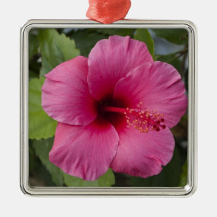 USA, Hawaii, Oahu. The Hibiscus is the 2 Metal Tree Decoration