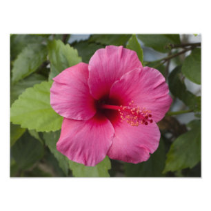 USA, Hawaii, Oahu. The Hibiscus is the 2 Photo Print