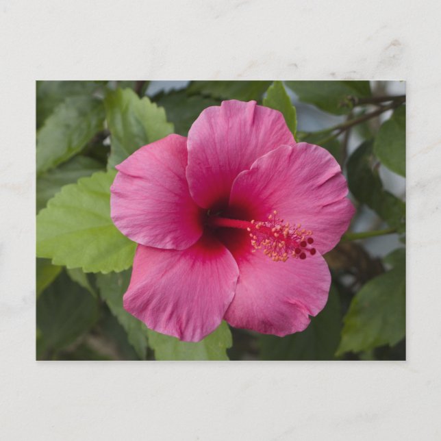 USA, Hawaii, Oahu. The Hibiscus is the 2 Postcard (Front)