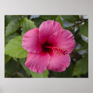 USA, Hawaii, Oahu. The Hibiscus is the 2 Poster