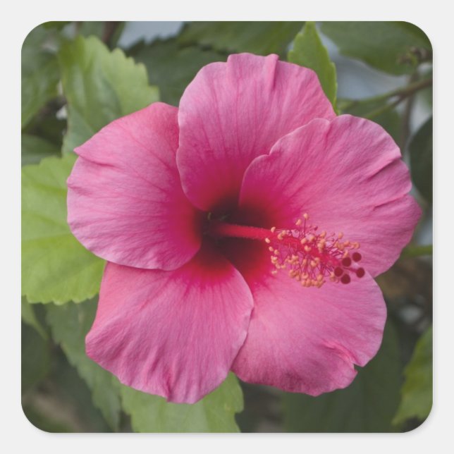 USA, Hawaii, Oahu. The Hibiscus is the 2 Square Sticker (Front)