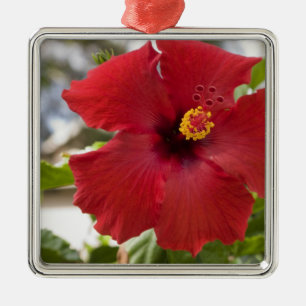 USA, Hawaii, Oahu. The Hibiscus is the Metal Tree Decoration