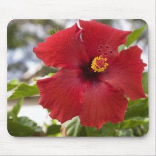 USA, Hawaii, Oahu. The Hibiscus is the Mouse Mat
