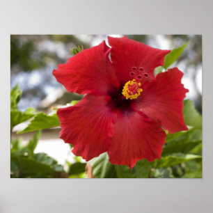 USA, Hawaii, Oahu. The Hibiscus is the Poster
