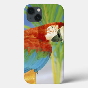 USA, Hawaii. Parrot iPhone 13 Case