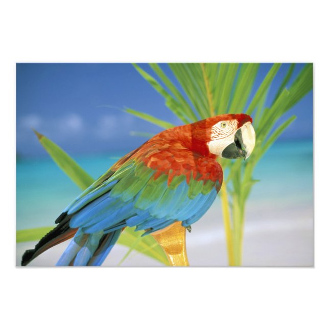 USA, Hawaii. Parrot Photo Print (Front)