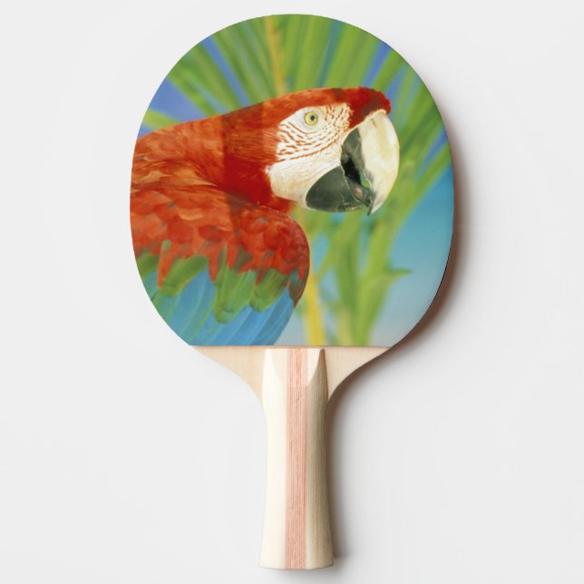 USA, Hawaii. Parrot Ping Pong Paddle (Front)