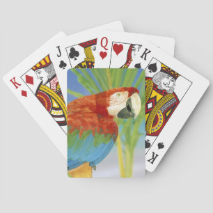 USA, Hawaii. Parrot Playing Cards