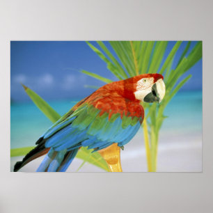 USA, Hawaii. Parrot Poster