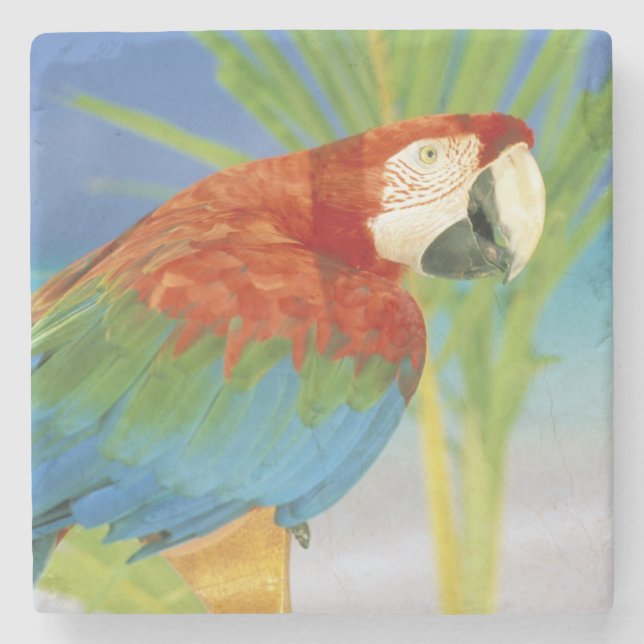 USA, Hawaii. Parrot Stone Coaster (Front)