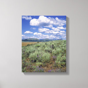USA, Idaho, Camas Co. Sagebrush and lupine Canvas Print