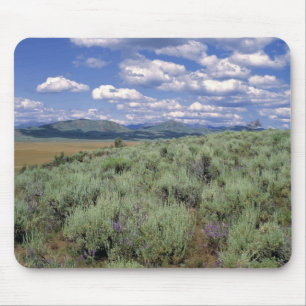 USA, Idaho, Camas Co. Sagebrush and lupine Mouse Mat