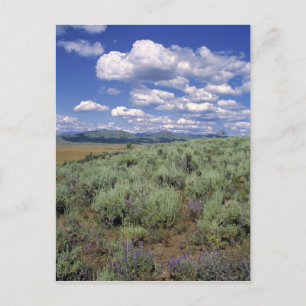 USA, Idaho, Camas Co. Sagebrush and lupine Postcard