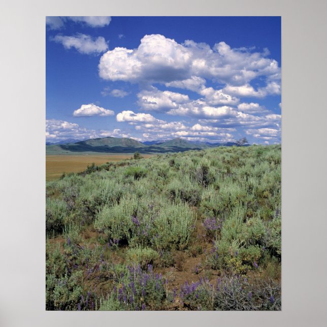 USA, Idaho, Camas Co. Sagebrush and lupine Poster (Front)
