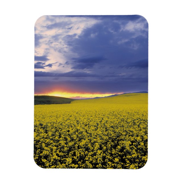 USA, Idaho, Swan Valley. A fiery sunset erupts Magnet (Vertical)