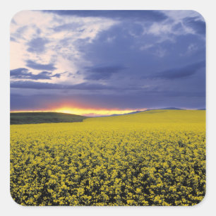 USA, Idaho, Swan Valley. A fiery sunset erupts Square Sticker