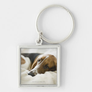 USA, Illinois, Washington, Portrait of Bassett Key Ring
