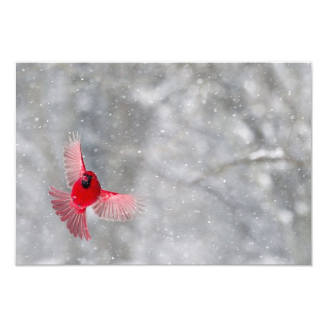 USA, Indiana, Indianapolis. A male cardinal Photo Print (Front)