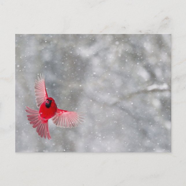 USA, Indiana, Indianapolis. A male cardinal Postcard (Front)
