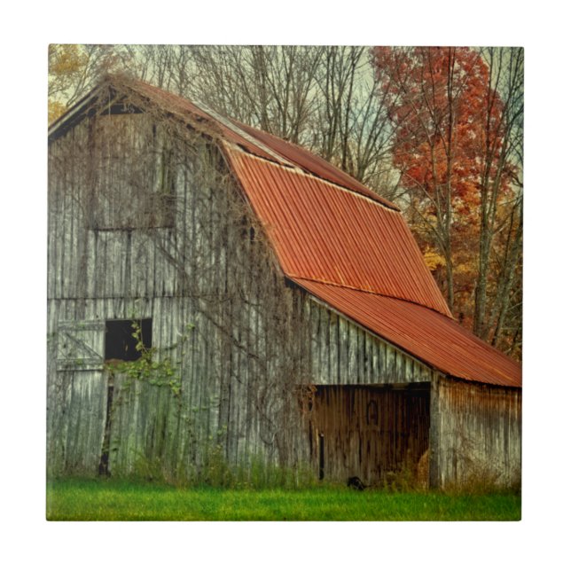 USA, Indiana. rural landscape, vine-covered barn Tile (Front)