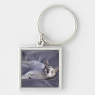 USA, Iowa, Portrait of young kitten 2 Key Ring