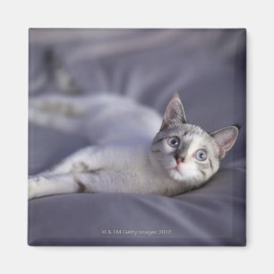 USA, Iowa, Portrait of young kitten 2 Magnet