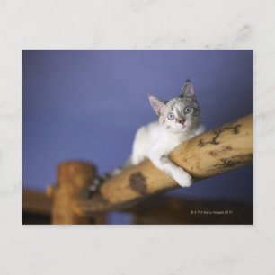 USA, Iowa, Portrait of young kitten Postcard