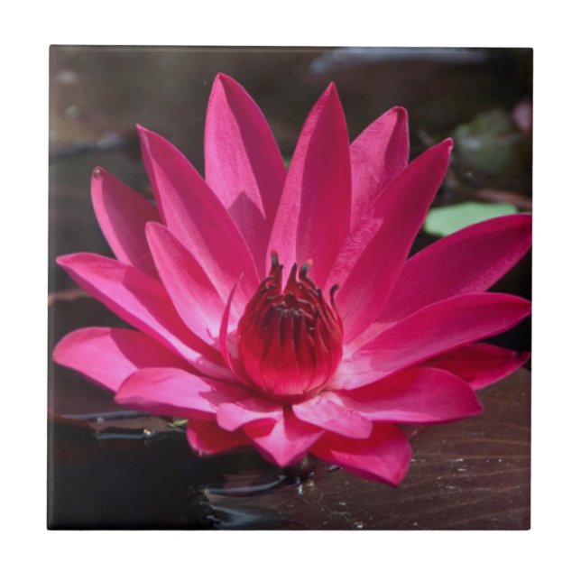 USA, Kansas, Bright Red Water Lilly Tile (Front)