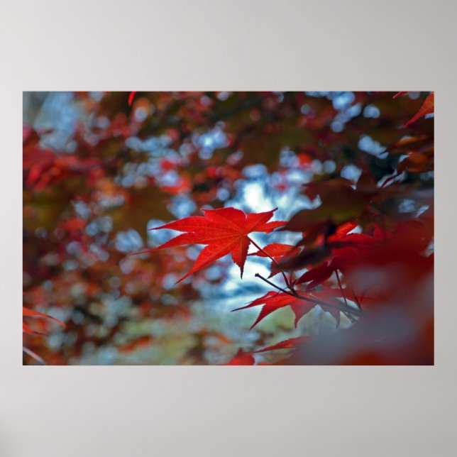 USA, Kansas. Fall Colours Poster (Front)