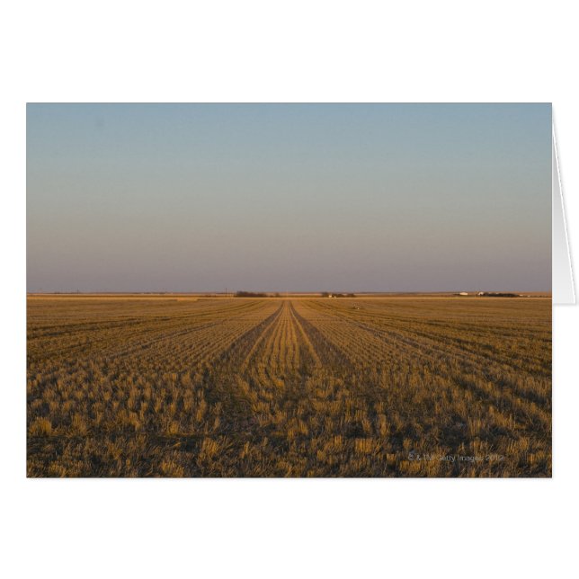 USA, Kansas, field (Front Horizontal)