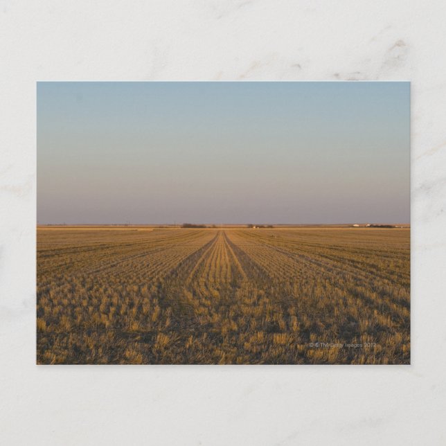 USA, Kansas, field Postcard (Front)