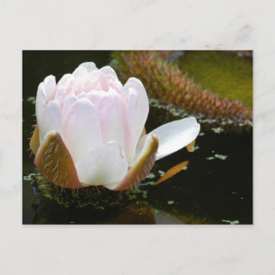 USA, Kansas, Light Pink Water Lilly Blooming Postcard