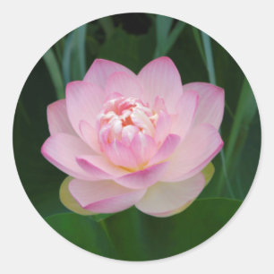USA, Kansas, Pink Water Lilly Classic Round Sticker