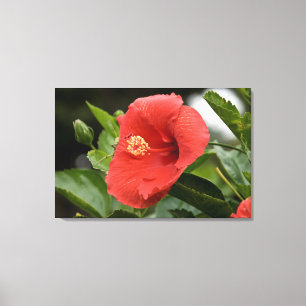 USA, Kansas, Red Hibiscus Canvas Print