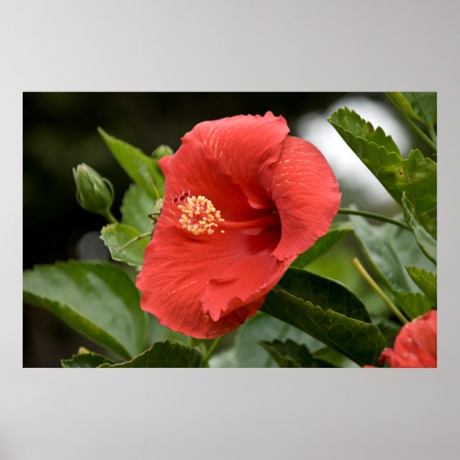 USA, Kansas, Red Hibiscus Poster (Front)