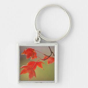 USA, Kansas, Red Leaves In Early Fall Key Ring