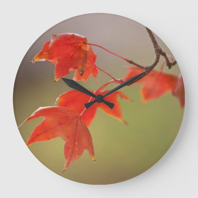 USA, Kansas, Red Leaves In Early Fall Large Clock (Front)