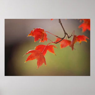 USA, Kansas, Red Leaves In Early Fall Poster