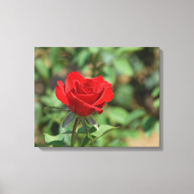 USA, Kansas, Red Rose Canvas Print (Front)