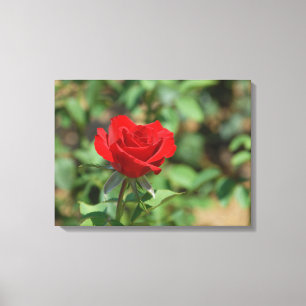 USA, Kansas, Red Rose Canvas Print