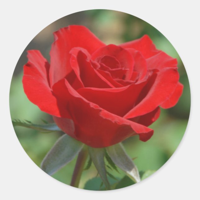 USA, Kansas, Red Rose Classic Round Sticker (Front)
