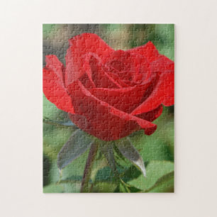 USA, Kansas, Red Rose Jigsaw Puzzle