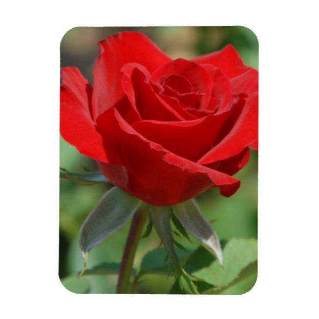 USA, Kansas, Red Rose Magnet (Vertical)